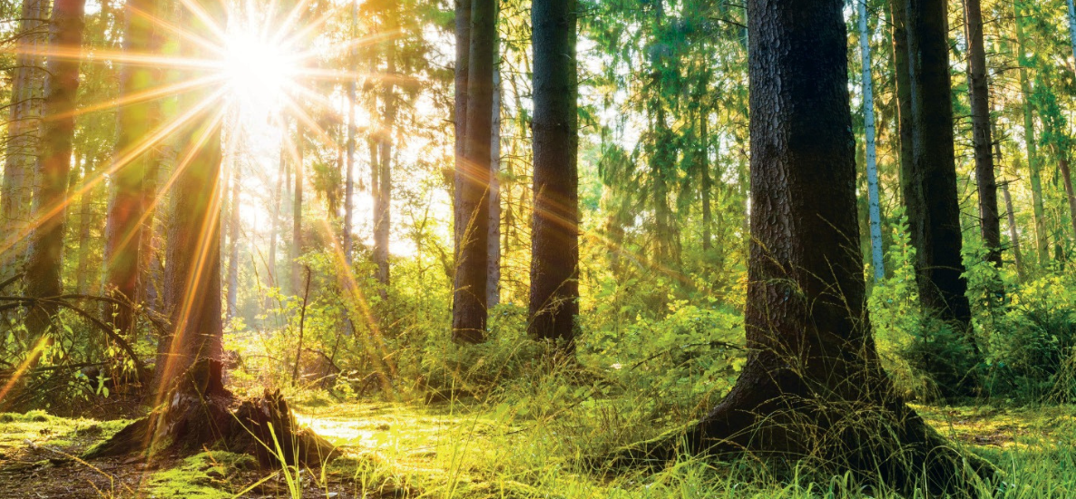 Razem dla Ziemi – Meditrans dołącza do akcji sadzenia drzew!